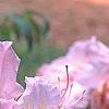 Rhododendron 'Cecile', flowers