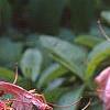 Rhododendron 'Cecile', flowers