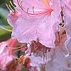 Rhododendron 'Cecile', flowers