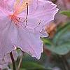 Rhododendron 'Cecile', flowers