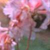 Rhododendron 'Cecile', flowers