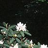 Rhododendron chapmanii, habit
