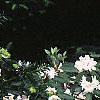 Rhododendron chapmanii, habit