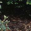 Rhododendron chapmanii, habit