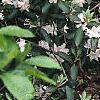 Rhododendron chapmanii, habit