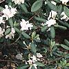 Rhododendron chapmanii, habit