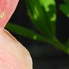 Rhododendron 'Clarice', flowers
