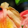 Rhododendron 'Clarice', flowers