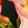 Rhododendron 'Clarice', flowers