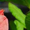 Rhododendron 'Clarice', flowers