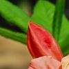 Rhododendron 'Clarice', flowers