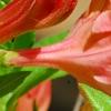 Rhododendron 'Clarice', flowers