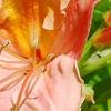 Rhododendron 'Clarice', flowers