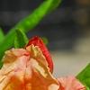 Rhododendron 'Clarice', flowers