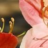 Rhododendron 'Clarice', flowers