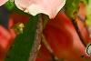 Rhododendron 'Clarice', flowers