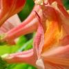 Rhododendron 'Clarice', flowers