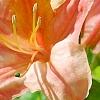 Rhododendron 'Clarice', flowers