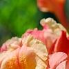 Rhododendron 'Clarice', flowers