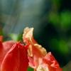 Rhododendron 'Clarice', flowers