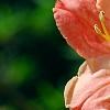 Rhododendron 'Clarice', flowers
