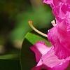 Rhododendron 'Dexter's Appleblossom', flowers
