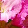 Rhododendron 'Dexter's Appleblossom', flowers
