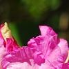 Rhododendron 'Dexter's Appleblossom', flowers
