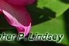 Rhododendron 'Dexter's Appleblossom', flowers
