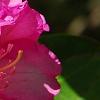 Rhododendron 'Dexter's Appleblossom', flowers
