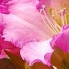 Rhododendron 'Dexter's Appleblossom', flowers