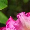 Rhododendron 'Dexter's Appleblossom', flowers