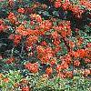 Rhododendron 'Fireball', habit