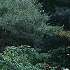 Rhododendron 'Fireball', habit