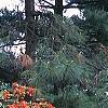 Rhododendron 'Fireball', habit