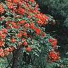 Rhododendron 'Fireball', habit