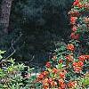 Rhododendron 'Fireball', habit