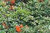 Rhododendron 'Fireball', habit