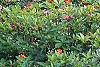 Rhododendron 'Fireball', habit