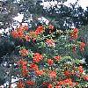 Rhododendron 'Fireball', habit