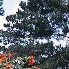 Rhododendron 'Fireball', habit