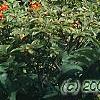 Rhododendron 'Fireball', habit