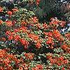 Rhododendron 'Fireball', habit