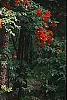 Rhododendron 'Fireball', habit