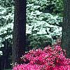 Rhododendron 'Gable Budoir', habit