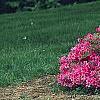 Rhododendron 'Gable Budoir', habit