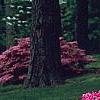 Rhododendron 'Gable Budoir', habit