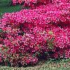 Rhododendron 'Gable Budoir', habit