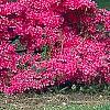 Rhododendron 'Gable Budoir', habit