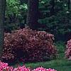 Rhododendron 'Gable Budoir', habit